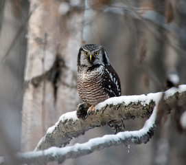 Northern Hawk Owl