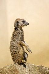 Le suricate