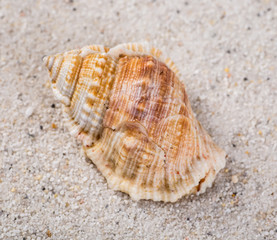 Sea shells on sand. Summer beach background. Top view