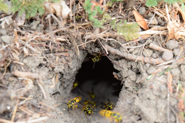 Log into the slot vespula vulgaris