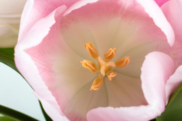 Fototapeta na wymiar beautiful and fragrant Bud blossoming pink Tulip closeup