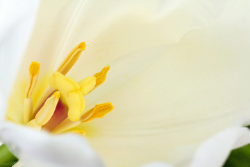 Fototapeta na wymiar beautiful and fragrant Bud blossoming white Tulip closeup