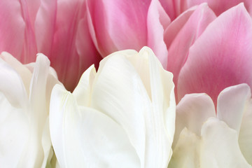 beautiful and fragrant buds blooming tulips close up