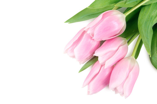 spring fragrant pink and white tulips isolated on white background close up