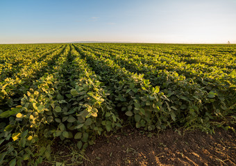 Green ripening soybean field, agricultural landscape