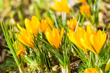 The first crocus this year