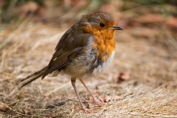 rouge gorge juvénile 