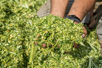 Farmer's hands holding freshly harvested silage corn maize © oticki