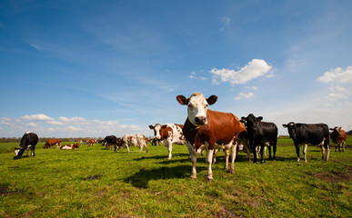 Fototapeta premium Dutch cows