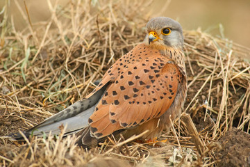 Falke