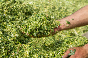 Farmer's hands holding freshly harvested silage corn maize © oticki