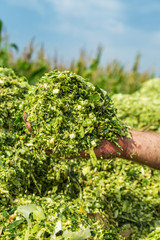 Farmer's hands holding freshly harvested silage corn maize © oticki