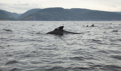 pilot whales in Pleasent Bay, Nova Scotia, Canada