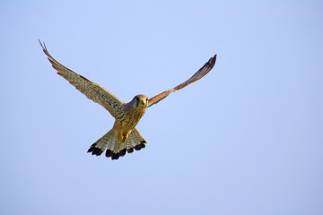 Falke