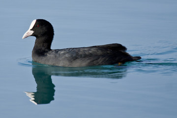 Ave focha común nadando en laguna de aguas azules