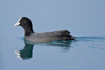 Ave focha común nadando en laguna de aguas azules