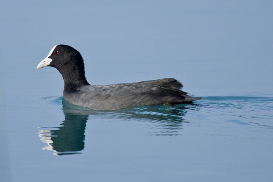 Ave focha com&uacute;n nadando en laguna de aguas azules