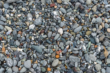 Pebbles and shells on a rocky Pacific Ocean beach near Crescent City, California