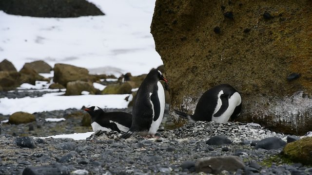 Gentoo Penguins on the nest