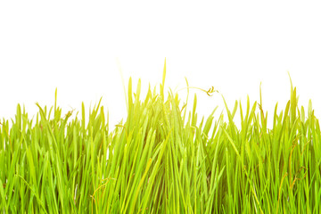 Fototapeta premium Ladybug on fresh green leaf isolated. Spring background