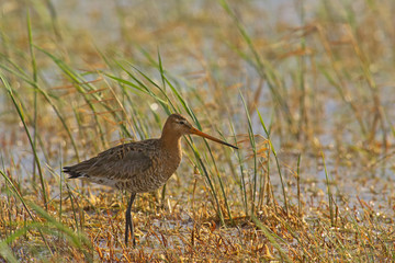 Schnepfenvogel