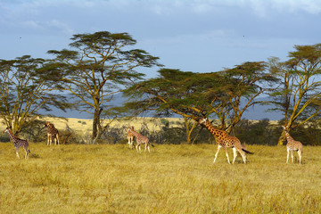 Naklejka na ściany i meble Rotschild giraffes, Lake Nakuru National Park, Kenya