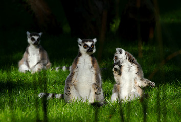 Naklejka na ściany i meble lemur monkey family on grass, sunny summer day.