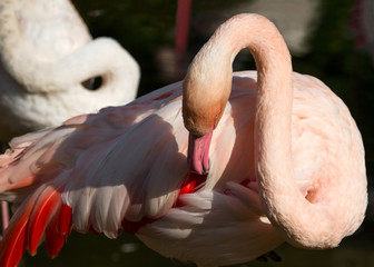 Naklejka premium Beautiful pink big bird flamingo on a dark background. bird in the nature habitat.