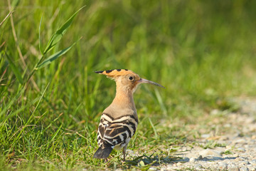 Vogelfamilie der Wiedehopfe