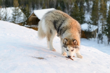 Huski dog on the Yamal Peninsula