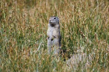 Belding's Ground Squirrel, Deschutes County, Central Oregon