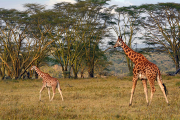 Rotschild giraffes, Lake Nakuru National Park, Kenya