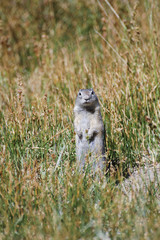 Naklejka na ściany i meble Belding's Ground Squirrel, Deschutes County, Central Oregon