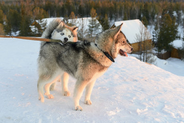 Huski dogs on the Yamal Peninsula