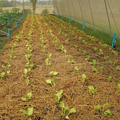 organic lettuce pakchoi in cultivated greenhouse