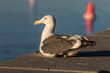 Seagull at the pier