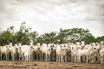 Obraz premium Herd of Brahma Cattle