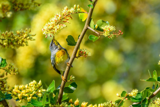 Northern Parula (Setophaga americana)