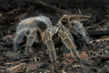 Chilean Rose Tarantula (Grammostola Rosea)/Chilean Rose Tarantula on forest floor