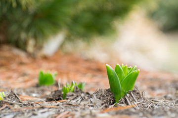 Tulip shoots push through the soil