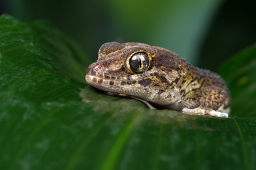 Madagascan Ground Gecko (Paroedura Pictus)/Madagascan Ground Gecko on large wet palm leaf
