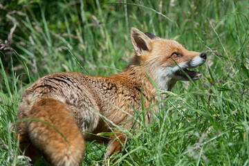 Red Fox (Vulpes Vulpes)/Red Fox in deep green grass