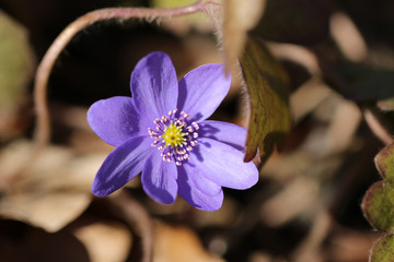 Purple flower in sunlight