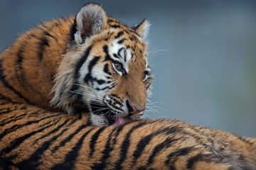 Siberian Tiger Cub (Panthera Tigris Altaica)/Close up portrait of Siberian Tiger Cub