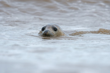 Fototapeta premium Atlantic Grey Seal (Halichoerus Grypus)/Atlantic Grey Seal swimming in North Sea