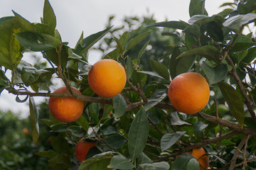 Three orange fruit on tree, ready to be picked
