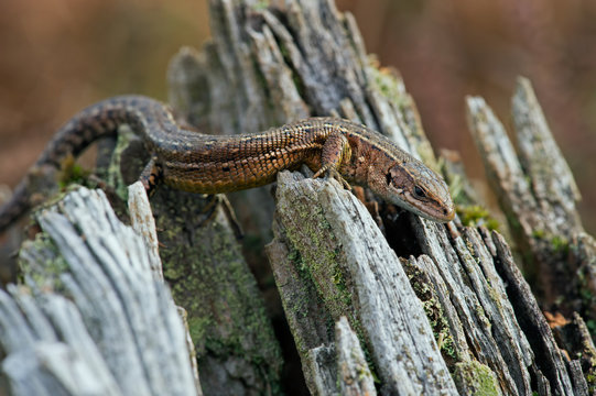 Viviparous Lizard (Zootoca Vivipara)/Common Lizard in crags of a tree root