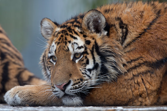 Siberian Tiger Cub (Panthera Tigris Altaica)/Close up portrait of Siberian Tiger Cub