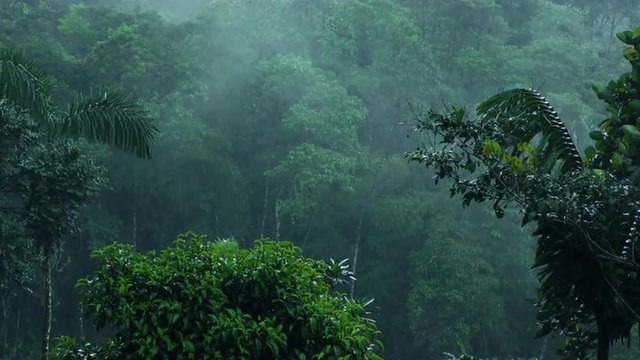 Heavy Rain Over Clouds Forest In Andes, Static Shot With Audio
