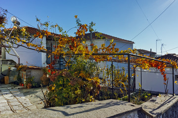 Old houses and vine in the yard, old town of Xanthi, East Macedonia and Thrace, Greece